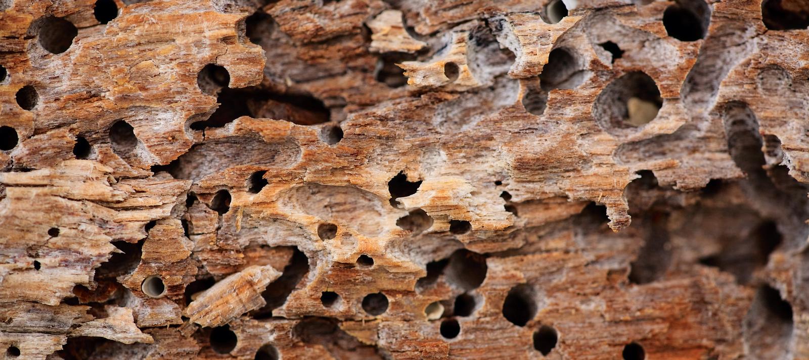 Ways to Stop Termites from Eating the Home