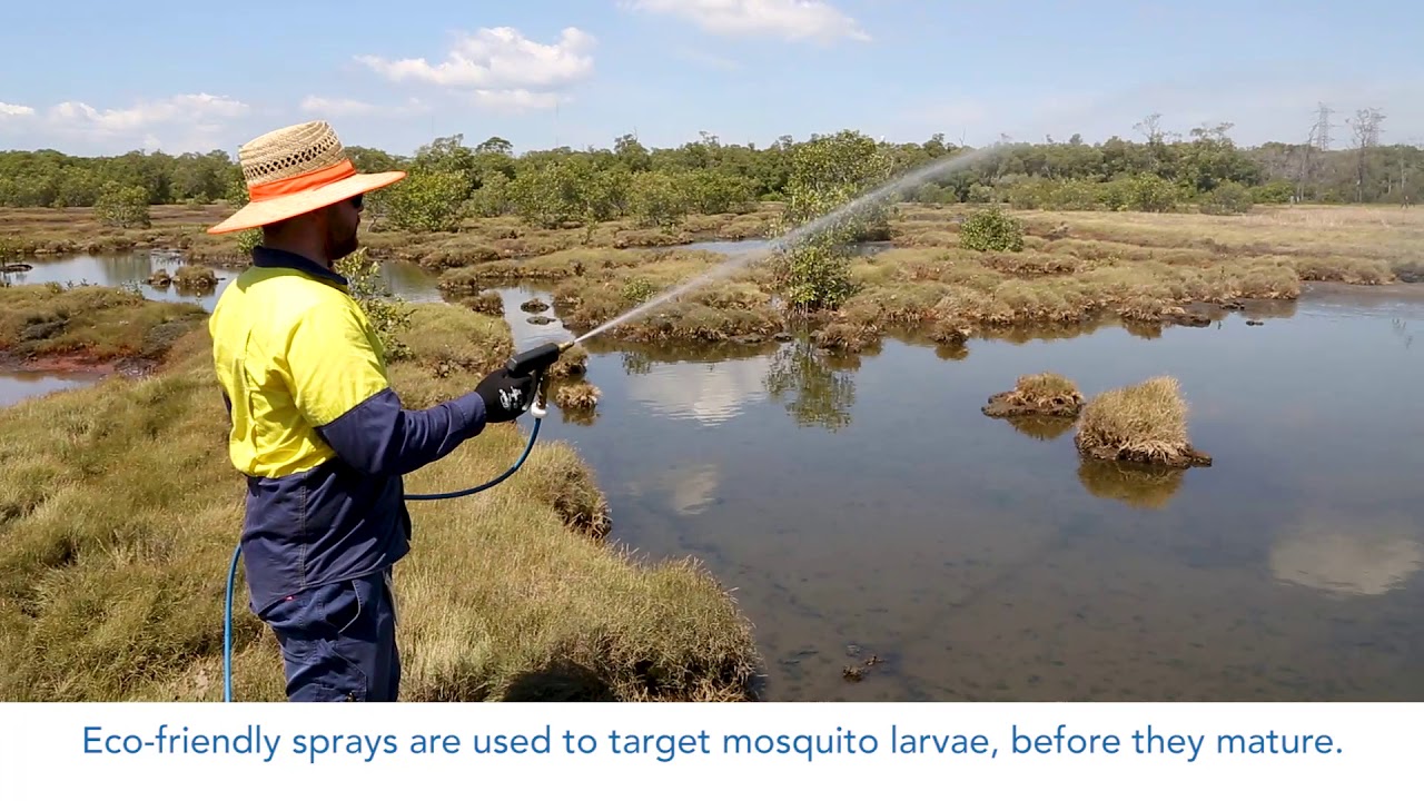 mosquito control Brisbane