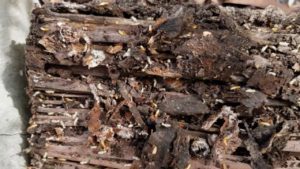 termite treatment cost Burleigh Heads