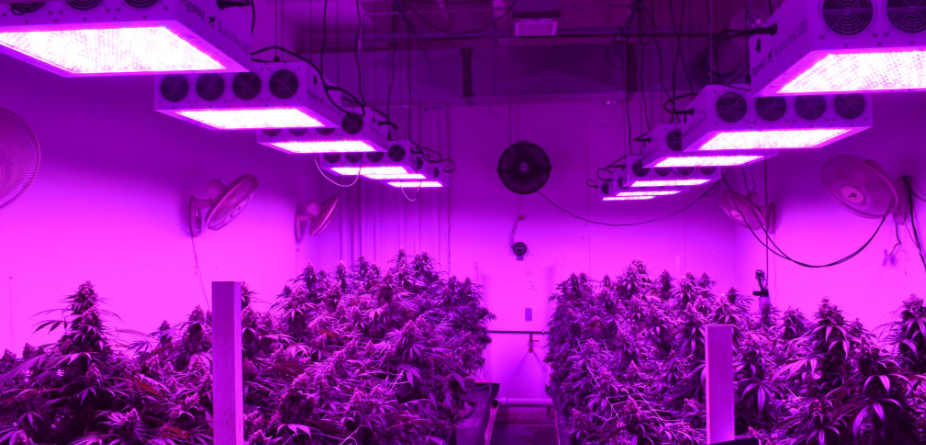 led grow lights