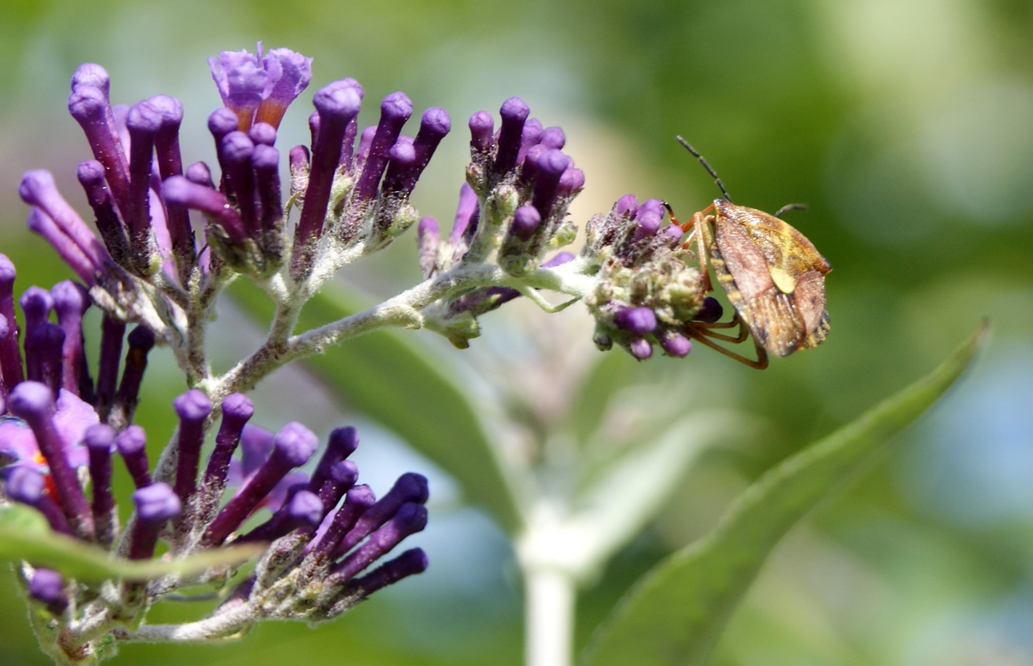 Natural Pest Control Is Better Than Chemicals