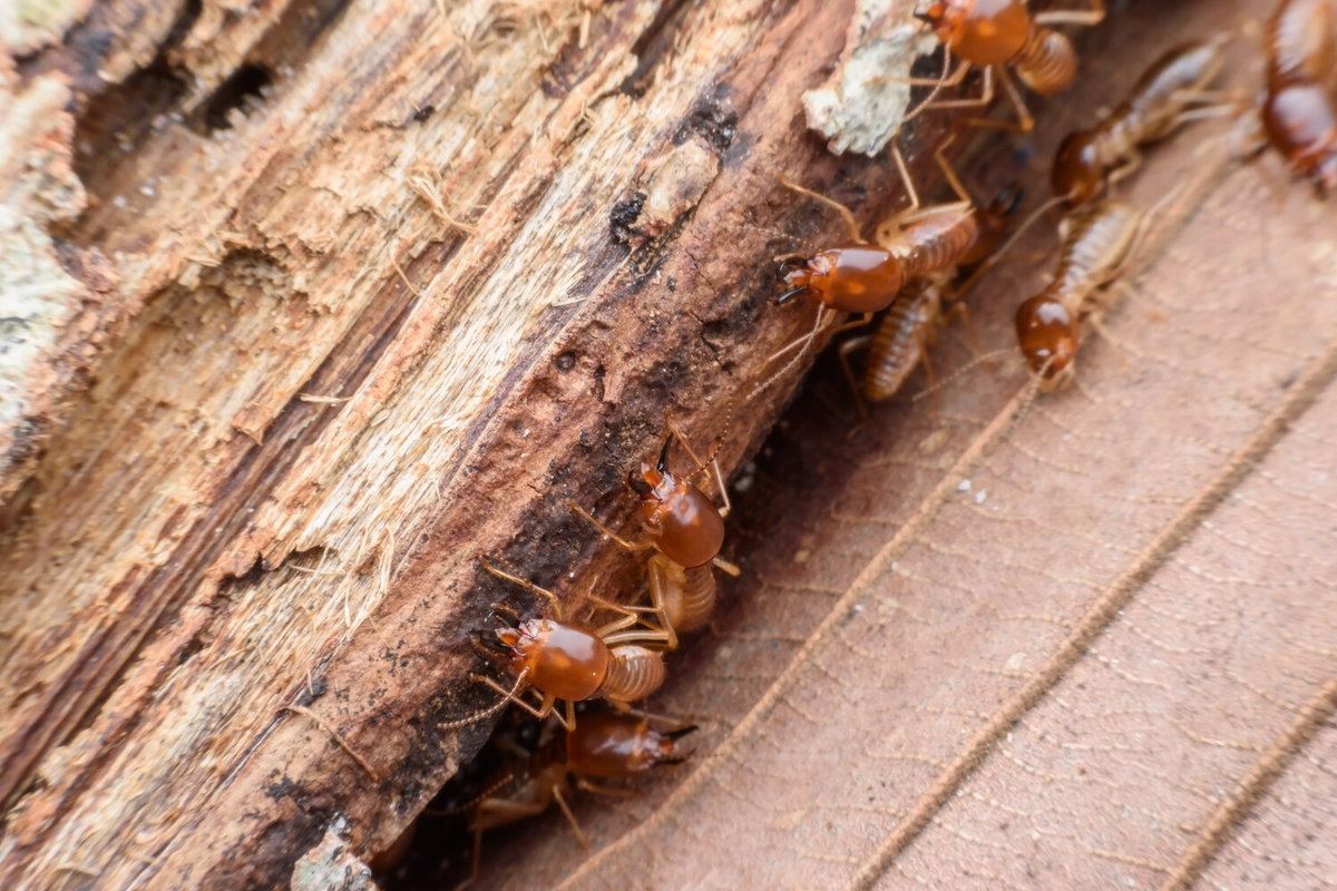 How Much Does Termite Treatment Cost?