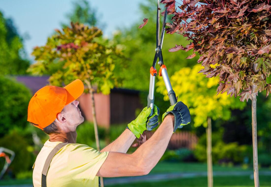 tree trimming