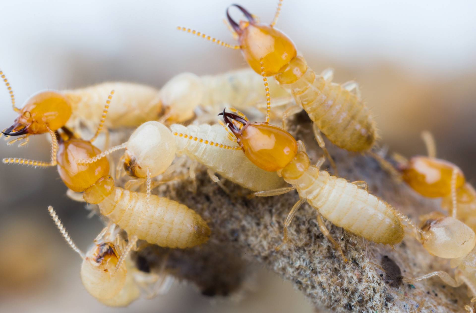 termite removal Gold Coast