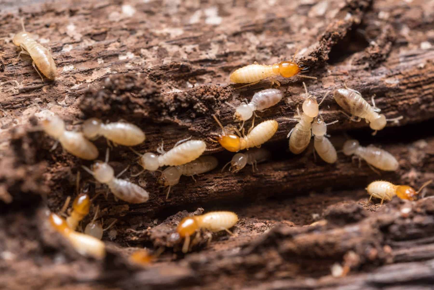 3 Ingenious Termite Treatments Tweed Heads Tips You Wish You’d Known Sooner