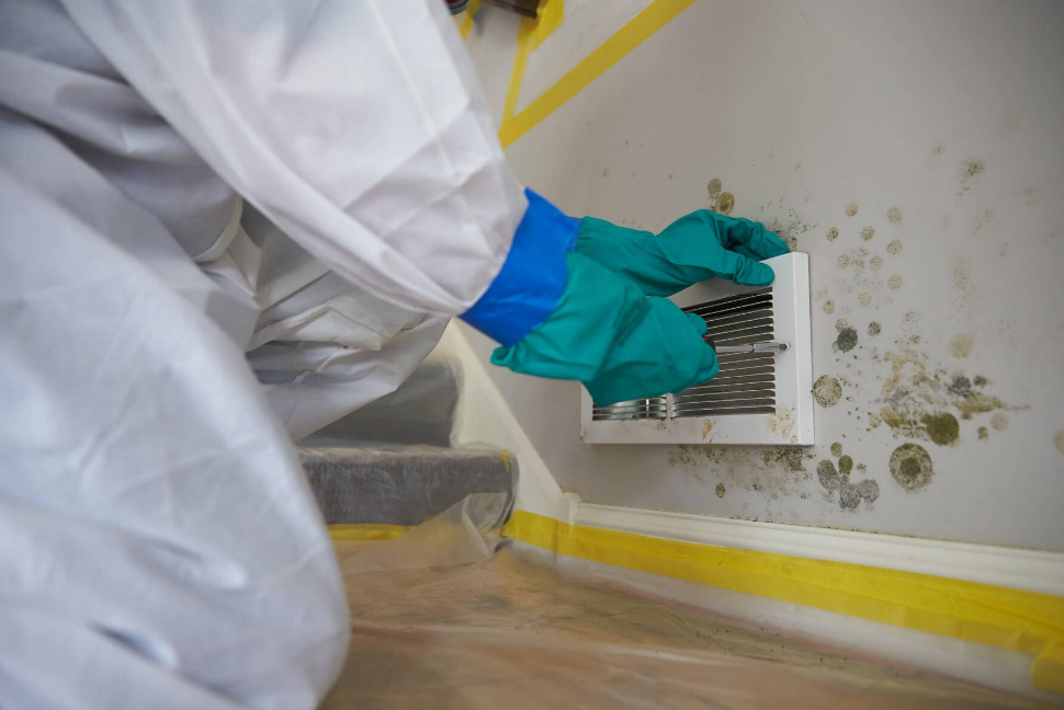 The Hidden Costs Of DIY Mould Removal In Christchurch