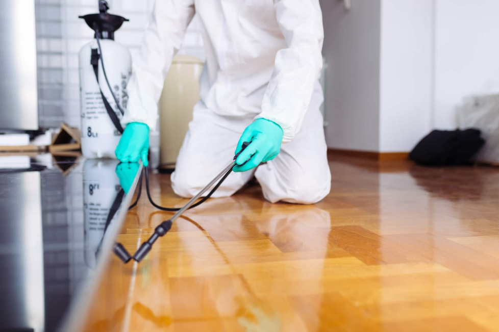 The Importance of Professional Gympie Pest Control Services