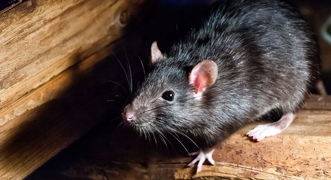 Why Properly Insured Pest Control Against Mice Is Essential