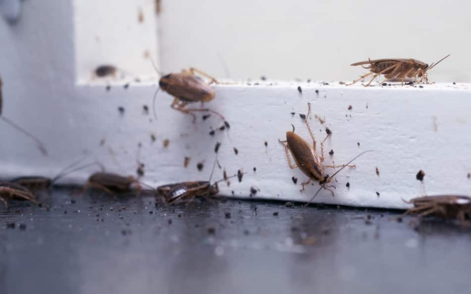 The Essential Elements of Professional Cockroach Control Treatment