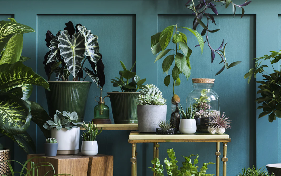 Why You Should Consider Buying Large Garden Pots in NZ