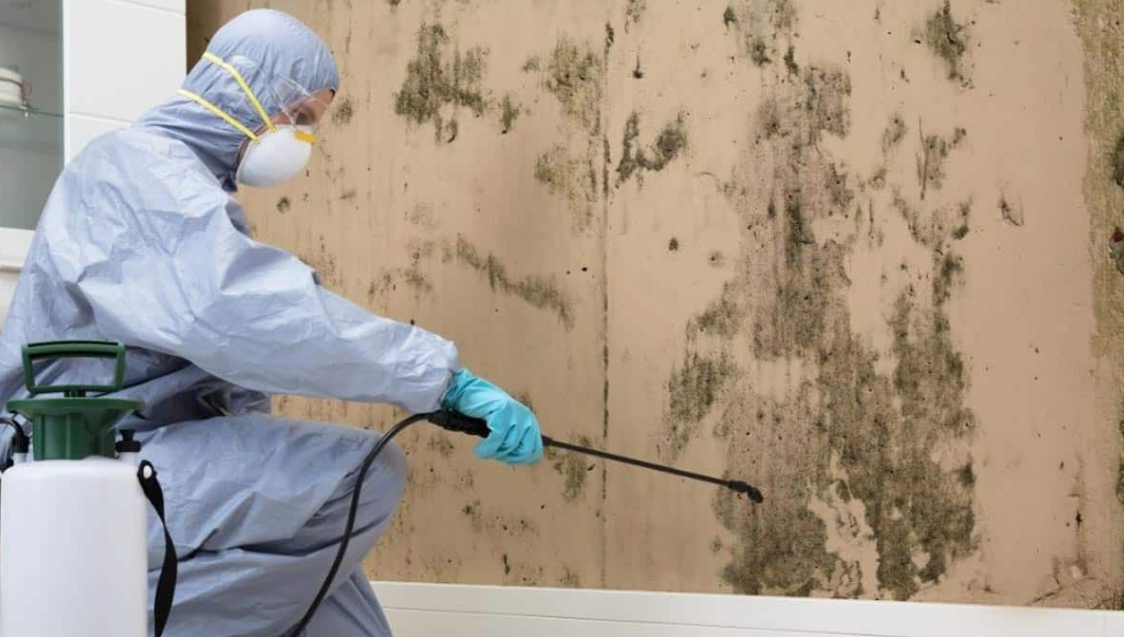 Exploring The Crucial Benefits of Mould Removal