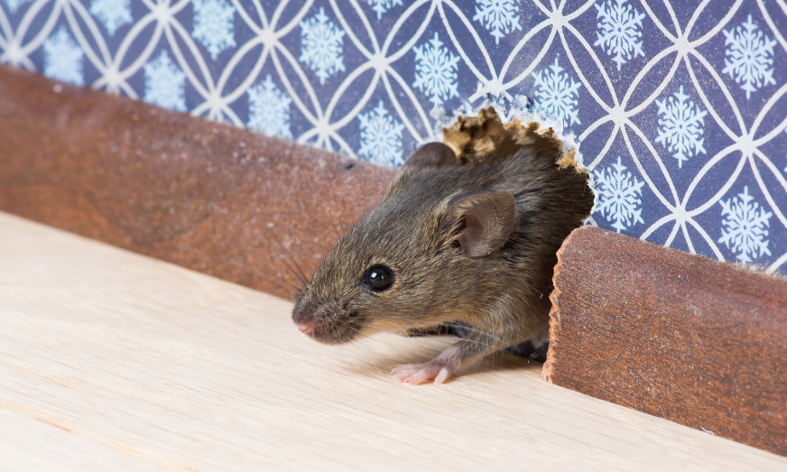 Effective Mice Removal Tips for a Clean and Healthy Home