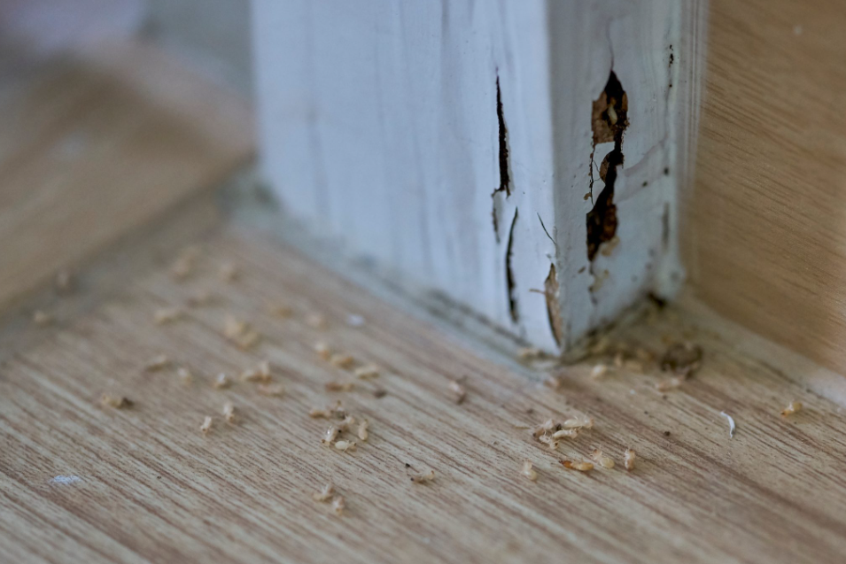 Why Termite Protection Is a Smart Choice