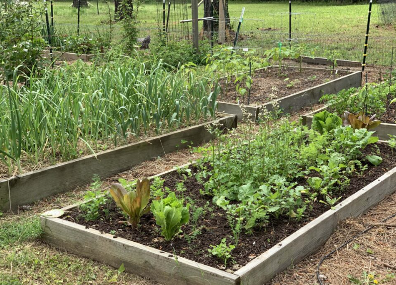 Use Garden Beds To Overcome Gardening Challenges garden beds