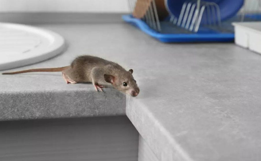 Mouse removal