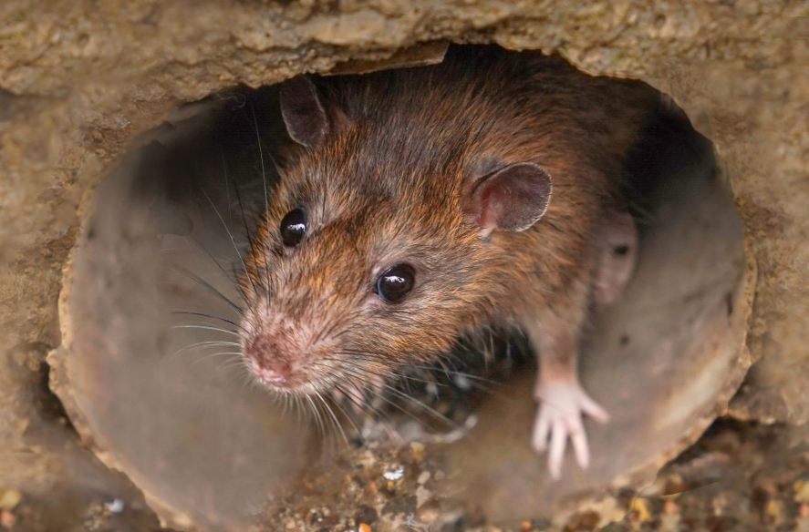 Winning the War Against Pests: Why Professional Rodent Control Murwillumbah is Non-Negotiable